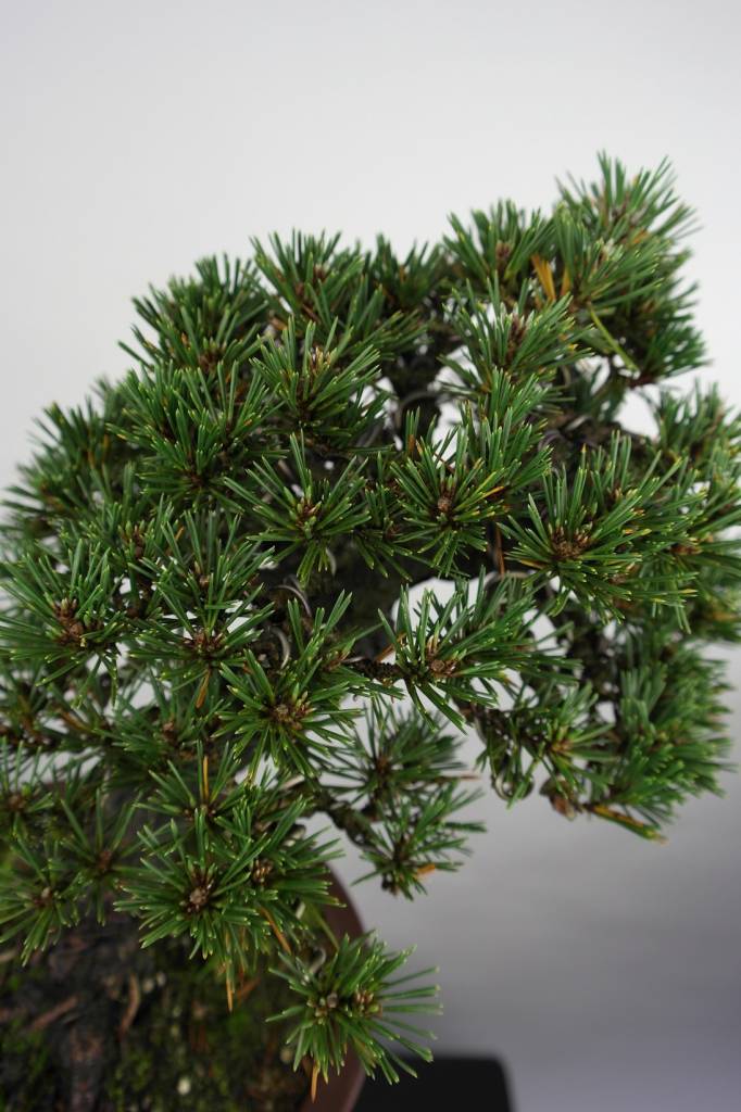 Bonsai Schwarzkiefer kotobuki, Pinus thunbergii kotobuki, no. 5497