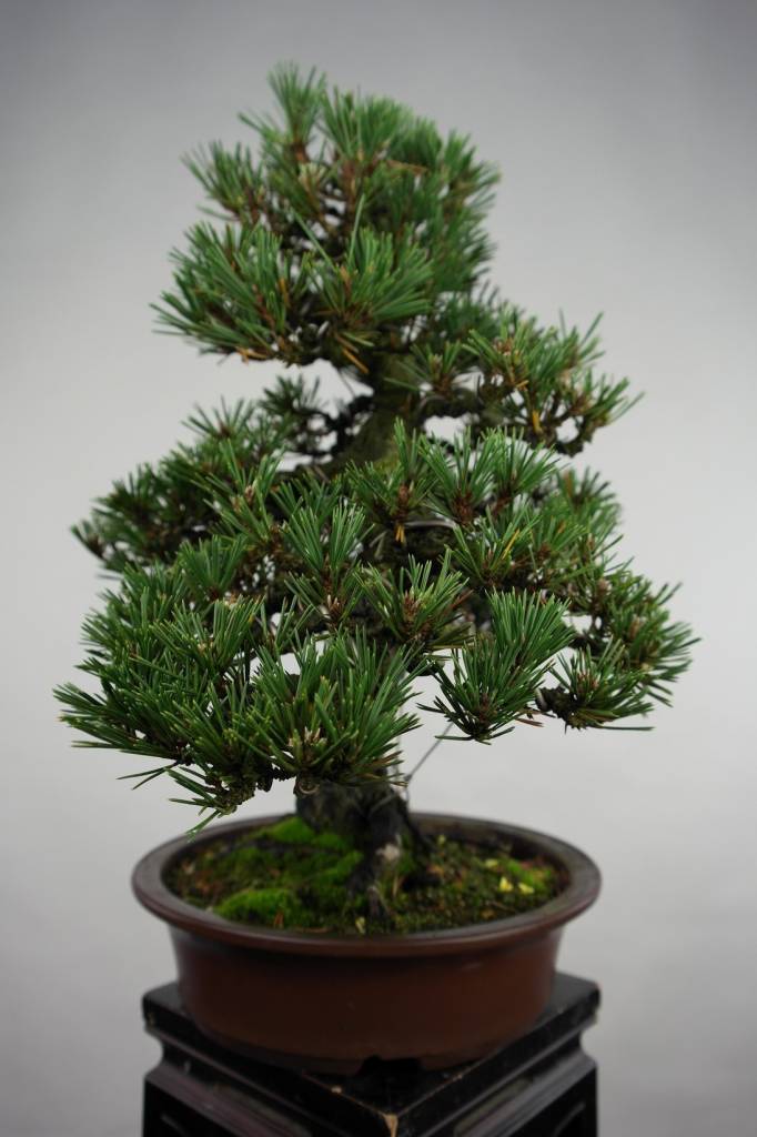 Bonsai Japanese Black Pine kotobuki, Pinus thunbergii kotobuki, no. 5494