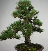 Bonsai Schwarzkiefer kotobuki, Pinus thunbergii kotobuki, no. 5494