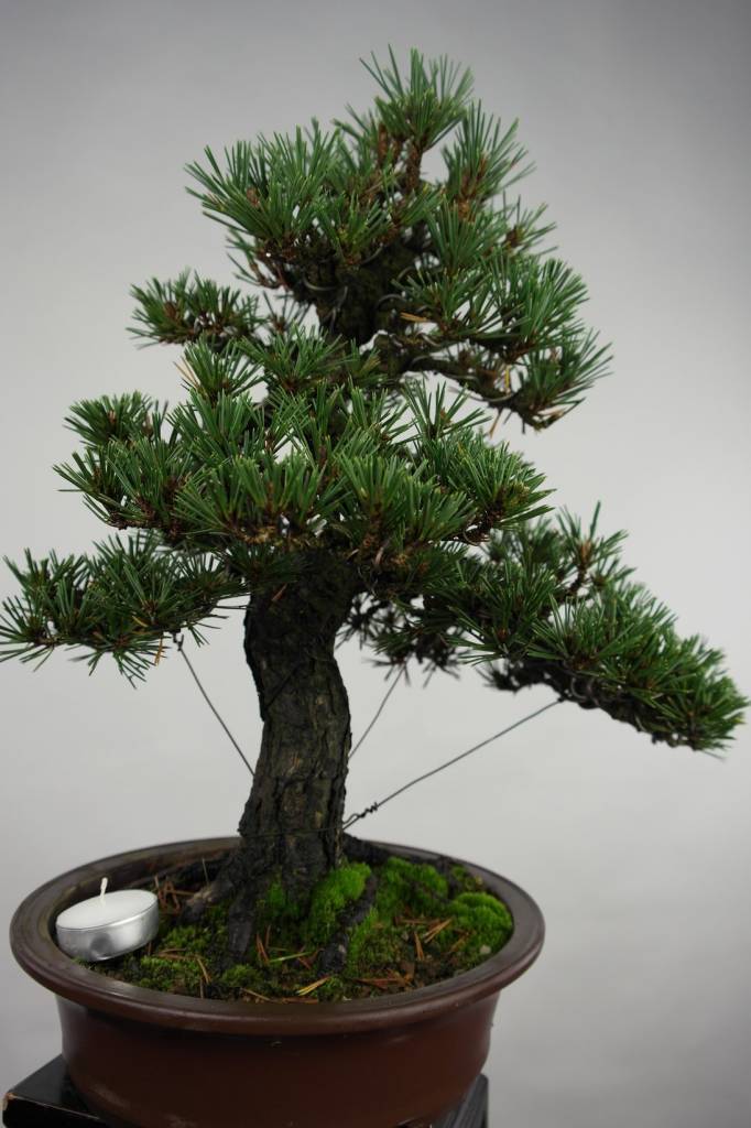 Bonsai Schwarzkiefer kotobuki, Pinus thunbergii kotobuki, no. 5494