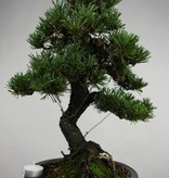 Bonsai Schwarzkiefer kotobuki, Pinus thunbergii kotobuki, no. 5496