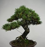 Bonsai Schwarzkiefer kotobuki, Pinus thunbergii kotobuki, no. 5496