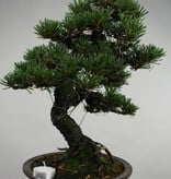 Bonsai Japanese Black Pine kotobuki, Pinus thunbergii kotobuki, no. 5496