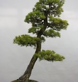 Bonsai Mädchenkiefer, Pinus penthaphylla, nr. 5182