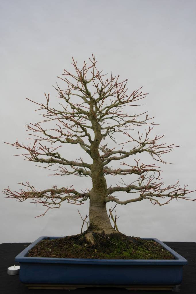 Bonsai Japanese maple, Acer palmatum, no. 5509
