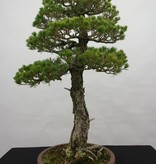 Bonsai Mädchenkiefer kokonoe, Pinus parviflora kokonoe, nr. 5839
