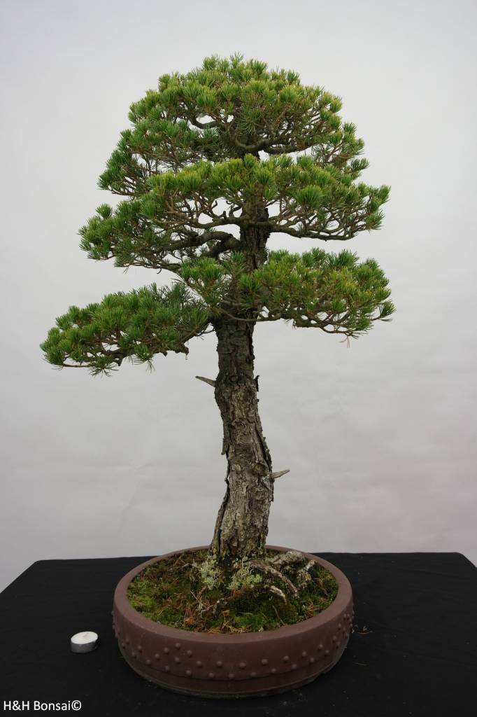 Bonsai White pine kokonoe, Pinus parviflora kokonoe, no. 5839