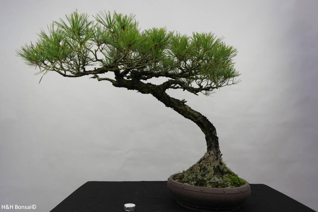 Bonsai Japanese Red Pine, Pinus densiflora, no. 5840