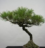 Bonsai Japanese Red Pine, Pinus densiflora, no. 5840
