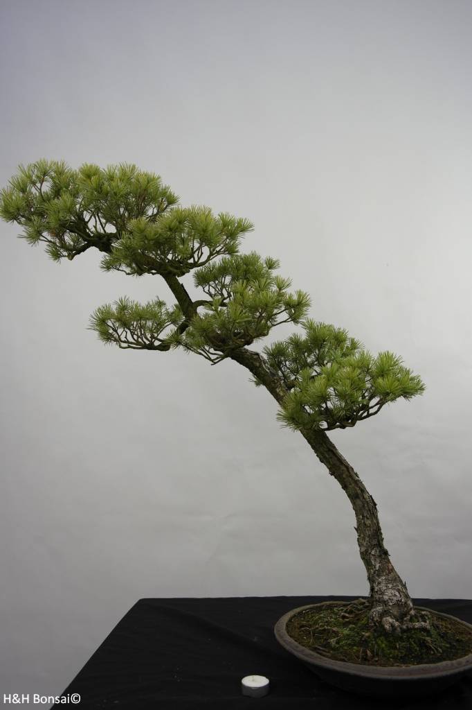 Bonsai Japanese White Pine, Pinus pentaphylla, no. 5842