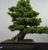 Bonsai Mädchenkiefer, Pinus penthaphylla, nr. 5843
