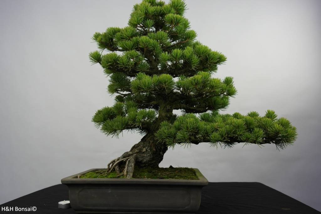 Bonsai Japanese White Pine, Pinus pentaphylla, no. 5843
