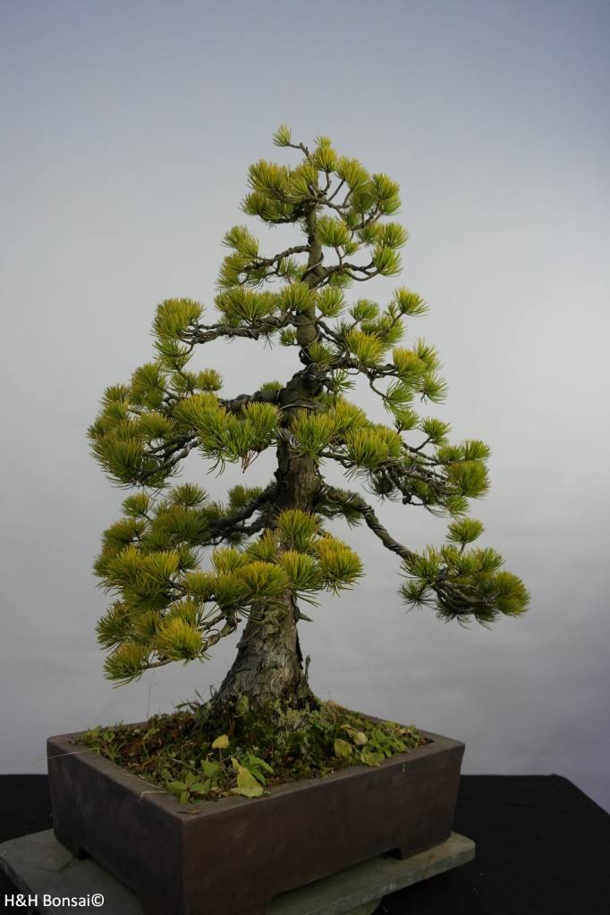 Bonsai Japanese White Pine, Pinus pentaphylla, no. 5845