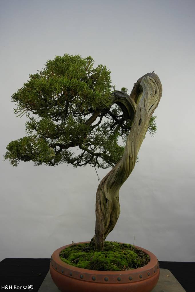 Bonsai Chin. Wacholder, Juniperus chinensis itoigawa, nr. 5846