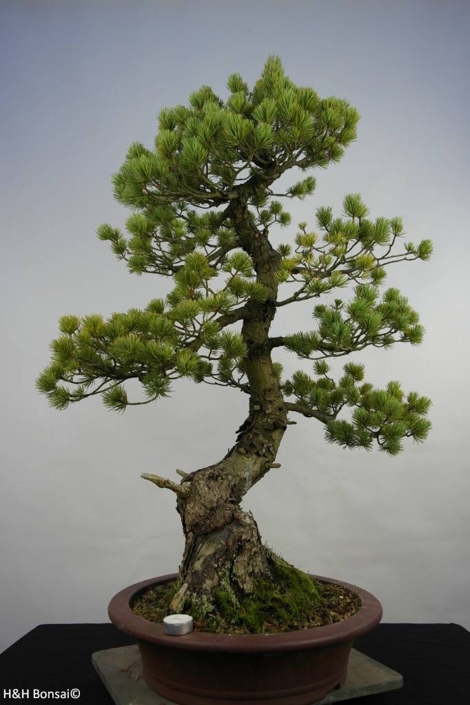 Bonsai Japanese White Pine, Pinus pentaphylla, no. 5847