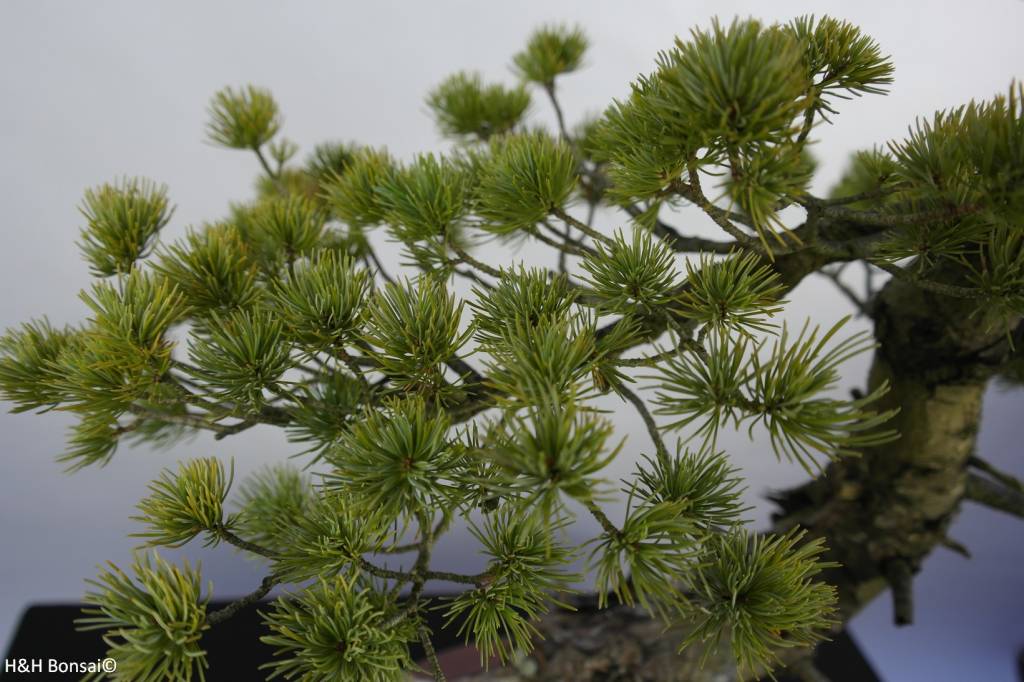 Bonsai Mädchenkiefer, Pinus penthaphylla, nr. 5847
