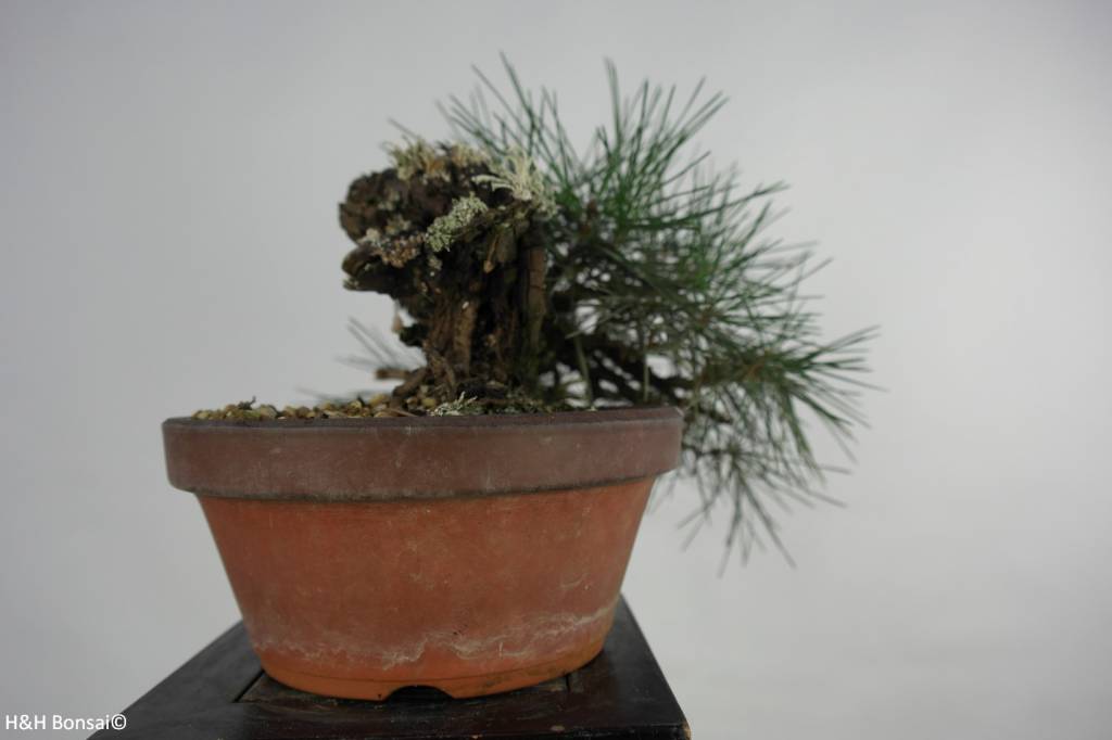 Bonsai Shohin Japanese Black Pine, Pinus thunbergii, no. 5849