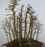 Bonsai Trident maple, Acer buergerianum, no. 5852