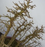 Bonsai Trident maple, Acer buergerianum, no. 5852