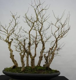 Wald Www Henhbonsai De