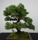 Bonsai Chinese Juniper, Juniperus chinensis, no. 5863