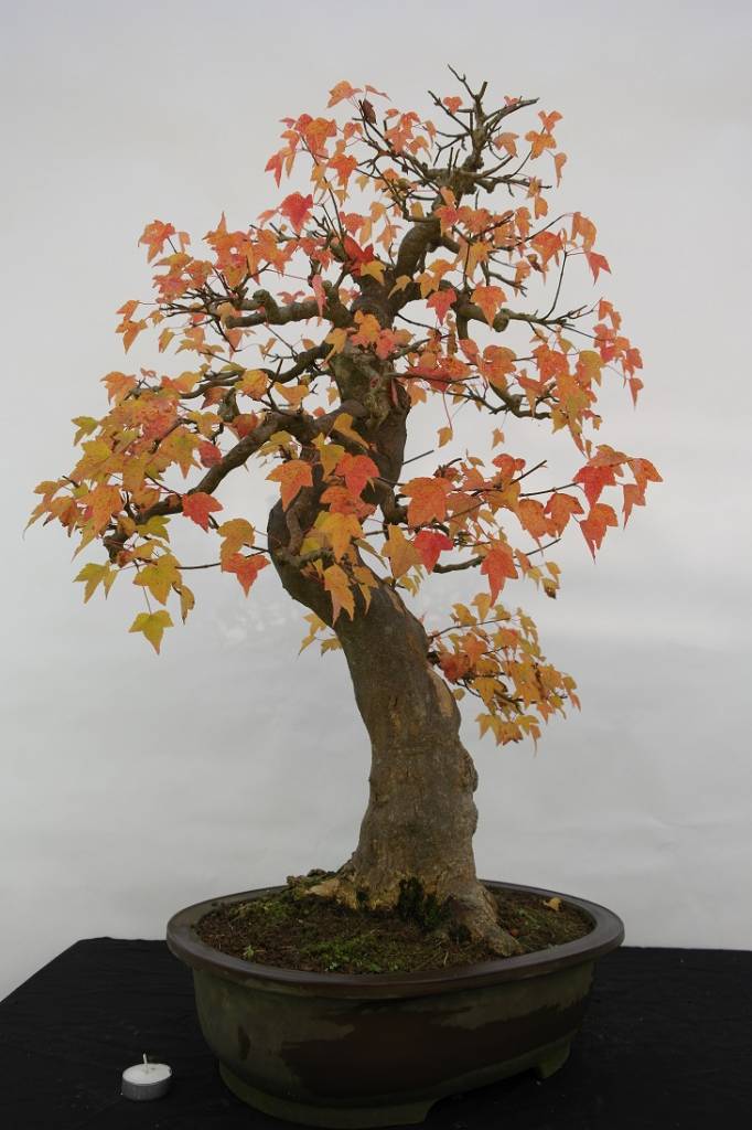 Nền tảng nghệ thuật trong các kỹ thuật tạo dáng Bonsai – Andy Rutledge