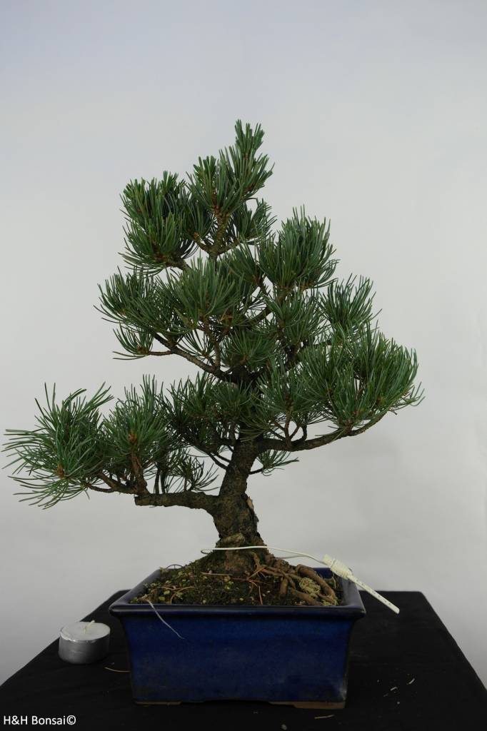 consiglio su quale essenza di pino acquistare. Bonsai-pino-bianco-pinus-pentaphylla-no-7074