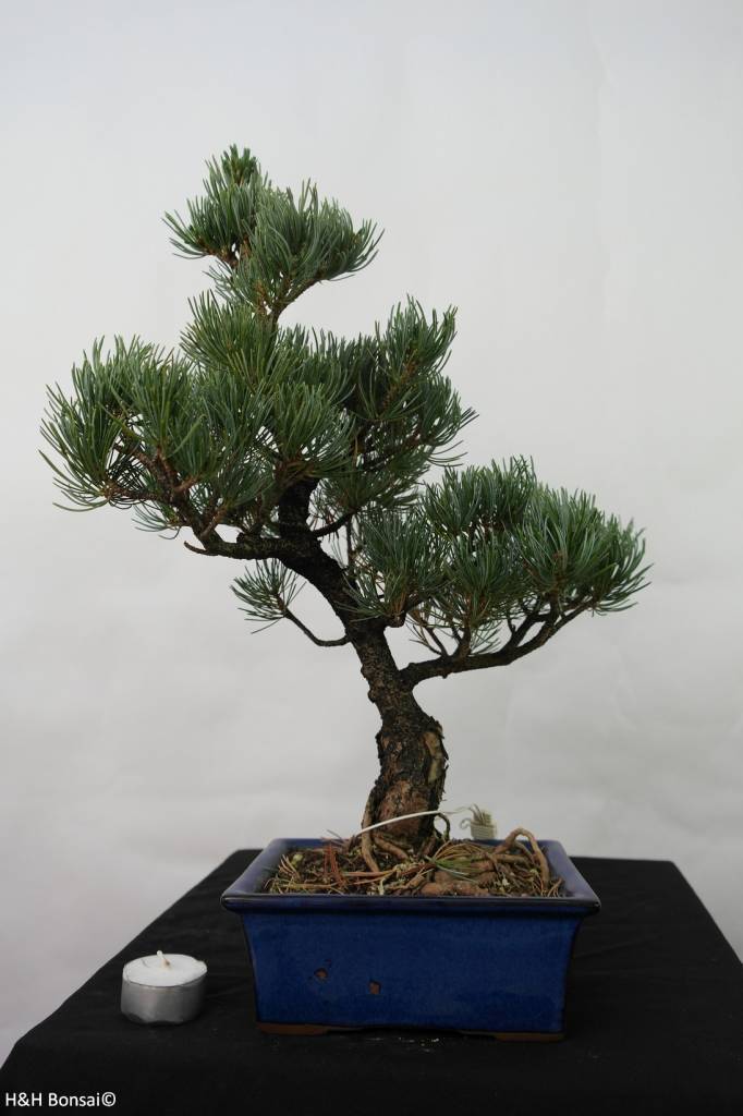consiglio su quale essenza di pino acquistare. Bonsai-pino-bianco-pinus-pentaphylla-no-7110