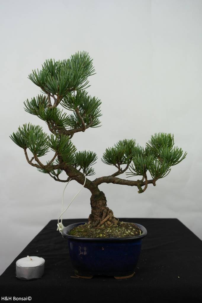 consiglio su quale essenza di pino acquistare. Bonsai-pino-bianco-pinus-pentaphylla-no-7115