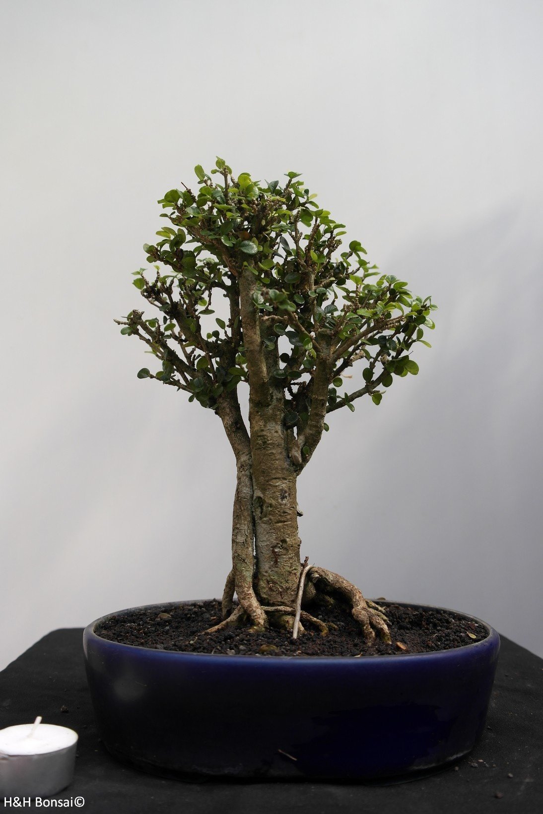 Káº¿t quáº£ hÃ¬nh áº£nh cho Malpighia coccigera bonsai