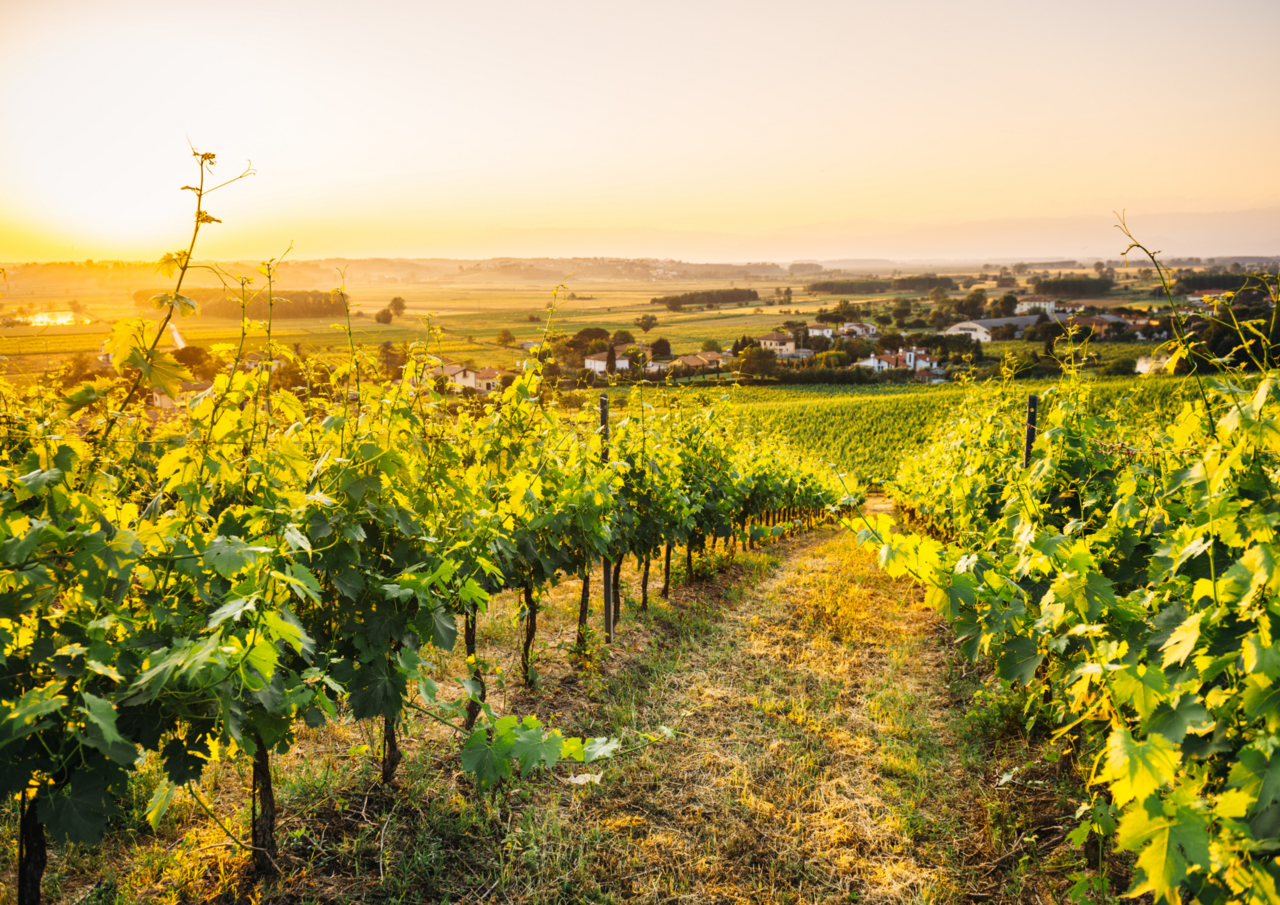 Wijnproeverijbox Wijnreis Vriendinnen