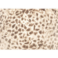 VillaFlor Vloerlamp Wangi White | Cilinder H 200 cm