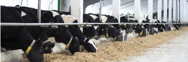 Voerhekken Frontbuis