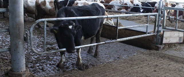 Doorlooppoorten Enkel