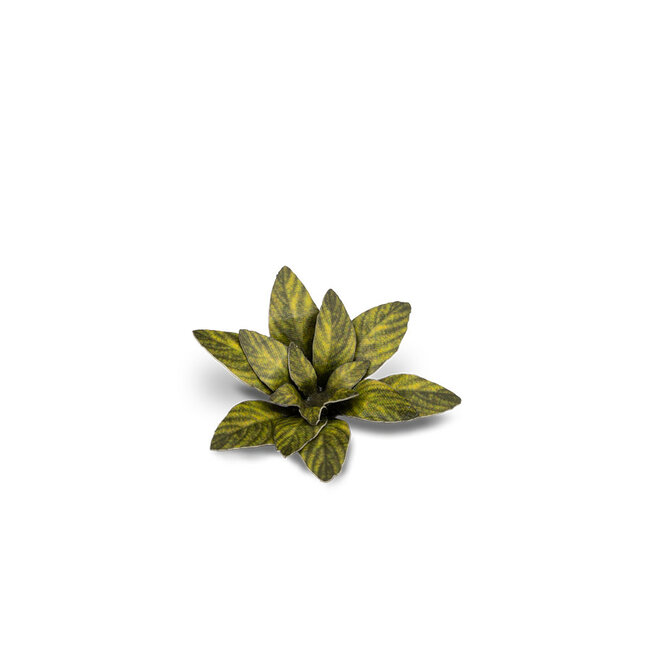 Gamers Grass GamersGrass: Laser Plants - Dumb Cane