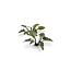 Gamers Grass GamersGrass: Laser Plants - Lords and Ladies
