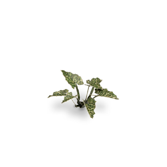 Gamers Grass GamersGrass: Laser Plants - Lords and Ladies