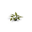 Gamers Grass GamersGrass: Laser Plants - Lords and Ladies