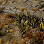 Gamers Grass GamersGrass: Laser Plants - Agave