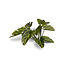 Gamers Grass GamersGrass: Laser Plants - Elephant Ear