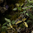Gamers Grass GamersGrass: Laser Plants - Elephant Ear
