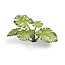 Gamers Grass GamersGrass: Laser Plants - Monstera