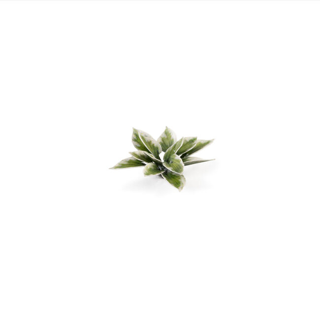 Gamers Grass GamersGrass: Laser Plants - Plantain Lily
