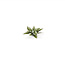 Gamers Grass GamersGrass: Laser Plants - Plantain Lily