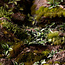 Gamers Grass GamersGrass: Laser Plants - Plantain Lily
