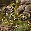 Gamers Grass GamersGrass: Laser Plants - Deer Fern
