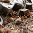 Gamers Grass GamersGrass: Laser Plants - Red Aloe