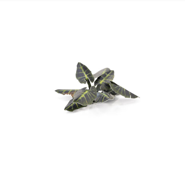 Gamers Grass GamersGrass: Laser Plants - Black Magic Taro