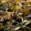 Gamers Grass GamersGrass: Laser Plants - Black Magic Taro
