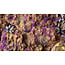 Gamers Grass GamersGrass: Tufts - Tiny Alien Purple